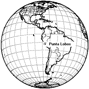 puntalob.gif